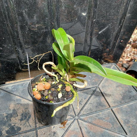 Sarcochilus Orchid
