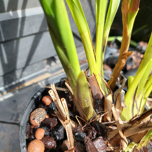 Dendrobium Kingianum