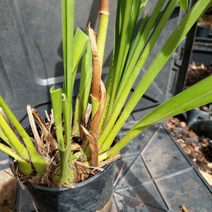 Dendrobium Kingianum