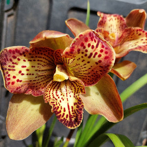 Dendrobium Kingianum