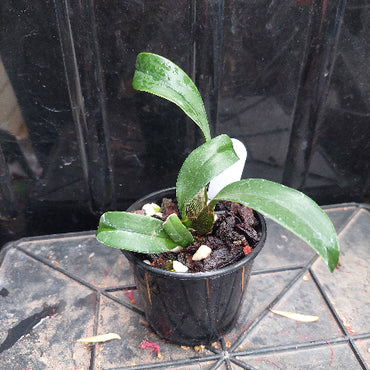 Dendrobium Seedling Orchid