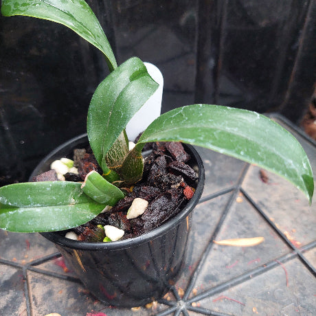 Dendrobium Seedling Orchid