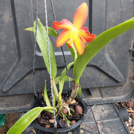 Cattleya Orchid