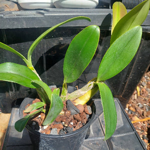 Dendrobium Speciosum