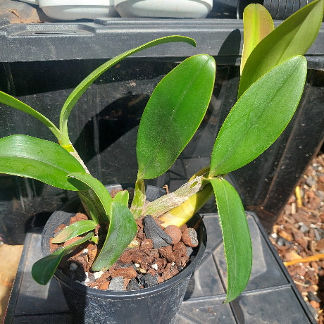 Dendrobium Speciosum