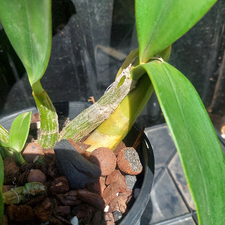 Dendrobium Speciosum