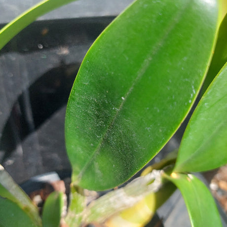 Dendrobium Speciosum