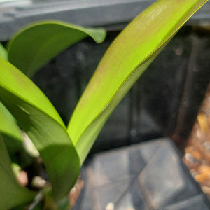 Dendrobium Speciosum