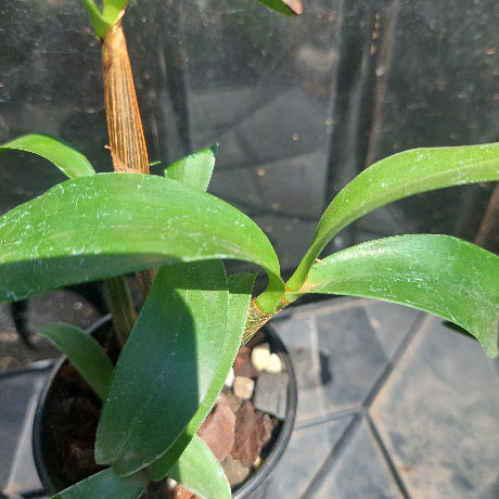 Dendrobium Orchid