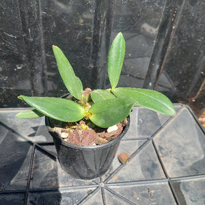 Dendrobium Orchid Cosmic Gold