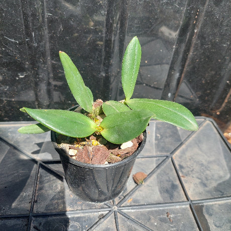 Dendrobium Orchid Cosmic Gold