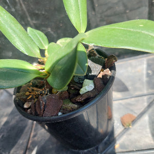 Dendrobium Orchid Cosmic Gold