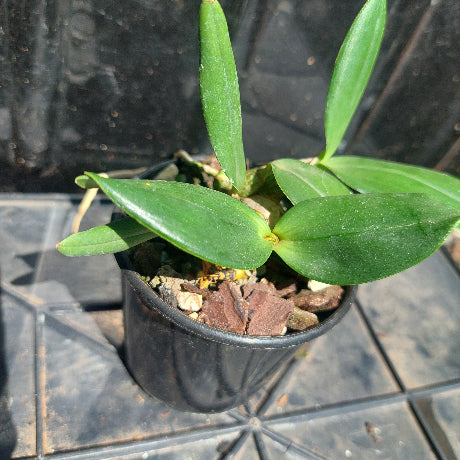 Dendrobium Orchid Cosmic Gold