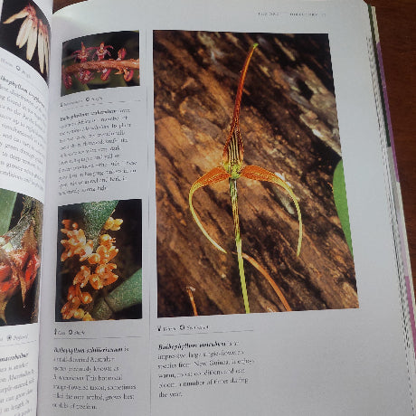 Orchid Book