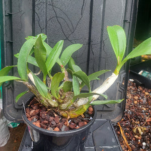 Dendrobium Speciosum