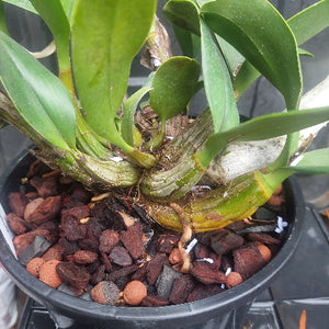 Dendrobium Speciosum