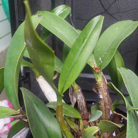 Dendrobium Speciosum