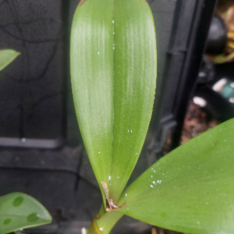 Dendrobium Speciosum