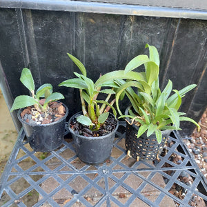 Native Orchid Hybrid