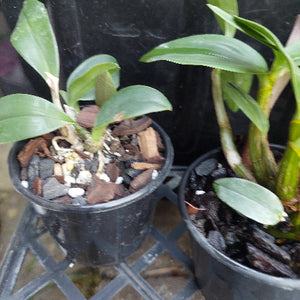 Native Orchid Hybrid