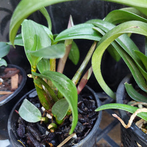 Native Orchid Hybrid