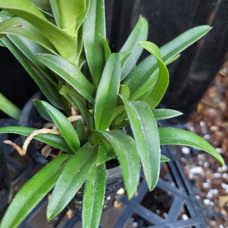 Native Orchid Hybrid