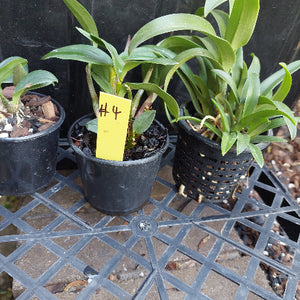 Native Orchid Hybrid