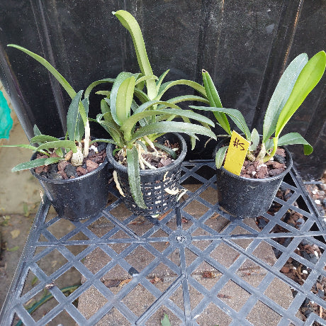 Native Hybrid Orchid