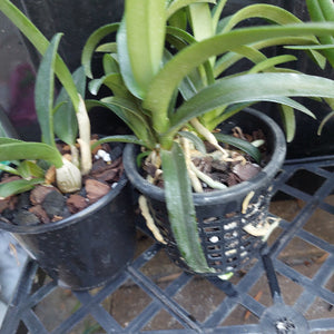 Native Orchid Hybrid