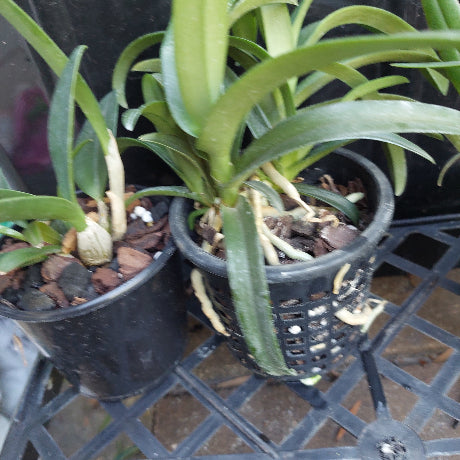 Native Orchid Hybrid