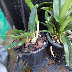 Native Orchid Hybrid