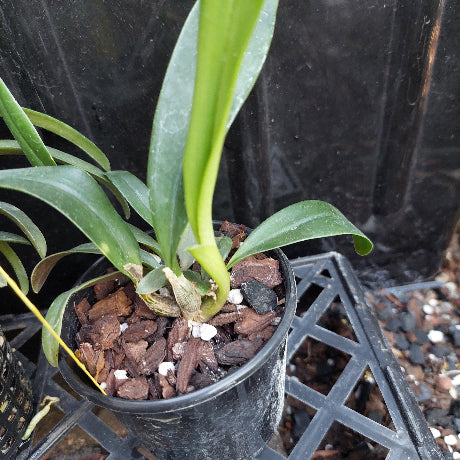 Native Orchid Hybrid