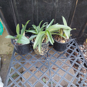 Native Orchid Hybrid