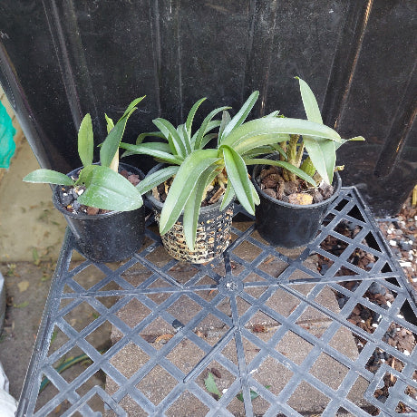 Native Orchid Hybrid