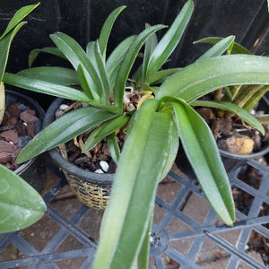 Native Orchid Hybrid