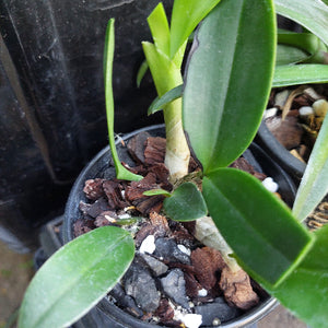 Native Orchid Hybrid