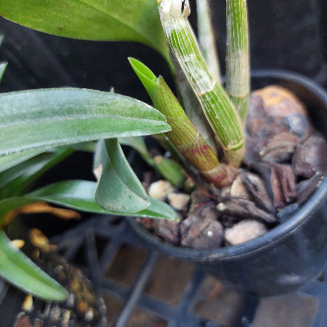 Native Orchid Hybrid