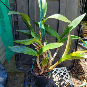 Dendrobium Orchid Eclipse