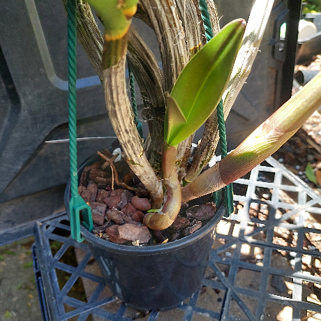 Dendrobium Orchid Eclipse