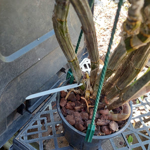 Dendrobium Orchid Ecipse