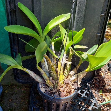 Dendrobium Speciosum