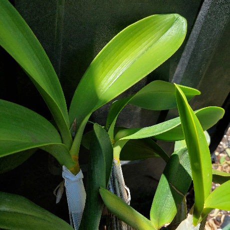 Dendrobium Speciosum
