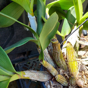Dendrobium Speciosum