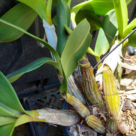 Dendrobium Speciosum