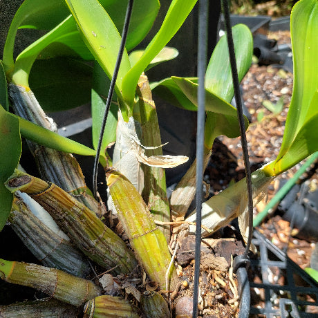 Dendrobium Speciosum