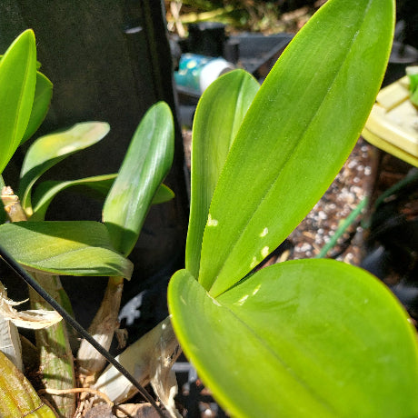 Dendrobium Speciosum
