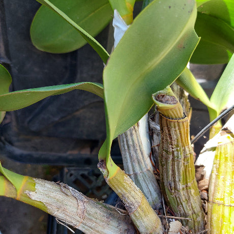 Dendrobium Speciosum