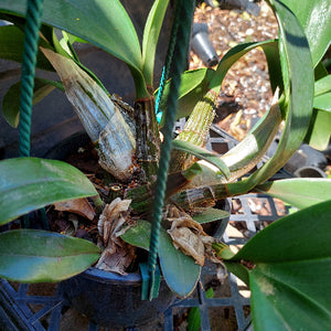 Dendrobium Delicatum