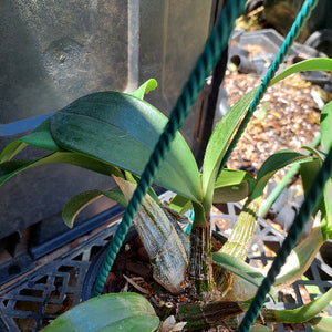 Dendrobium Delicatum
