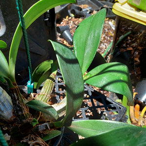 Dendrobium Delicatum